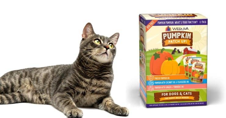 Pumpkin spice cat food hotsell