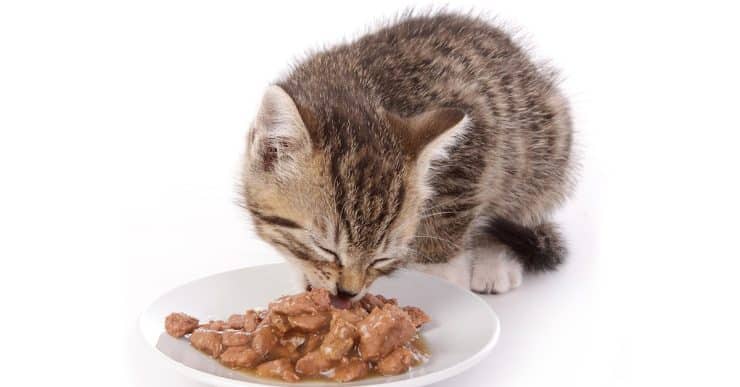 When do kittens cheap eat regular cat food