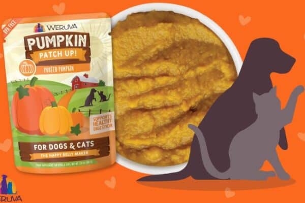 Unsweetened pumpkin hotsell for dogs